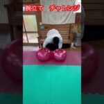 【チャレンジ】ちょっと難しいプッシュアップ　全部できる！？　#aikido ＃karate #martial #合気道 #武道 #空手＃筋トレ#selfdefense